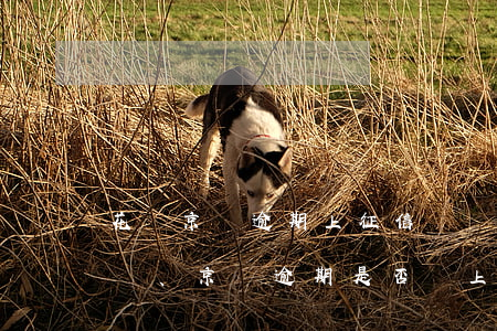 花唄京東逾期上征信嗎會影響嗎，花唄、京東逾期是否會上征信？會對個人有何影響？